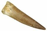 Fossil Plesiosaur (Zarafasaura) Tooth - Morocco #344227-1